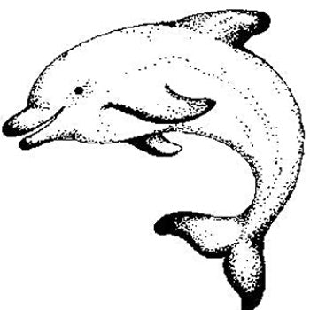 Leaping Dolphin