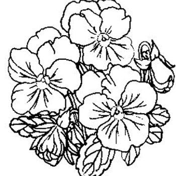 Pansies (small)