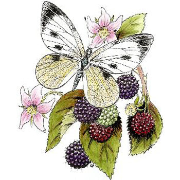 Bramble Butterfly