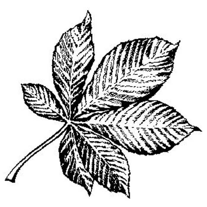 Horse Chestnut Leaf