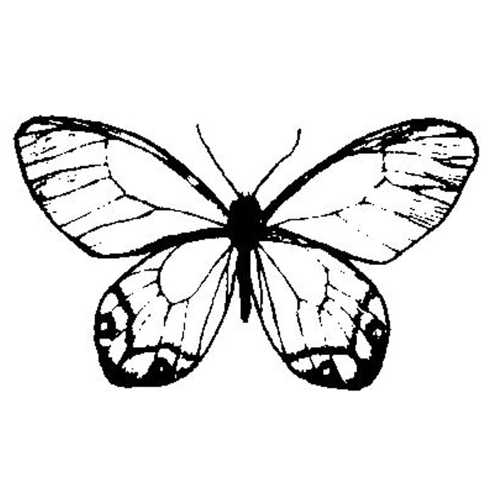 Butterfly No.2