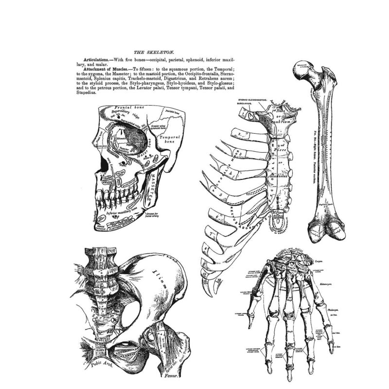 Art Gone Wild Anatomy Chart